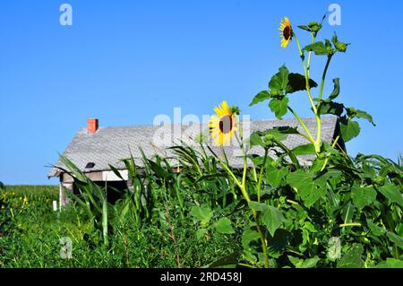 Hohe Sonnenblumen blühen vor einem verlassenen Haus auf einem Feld in Nebraska. Stockfoto