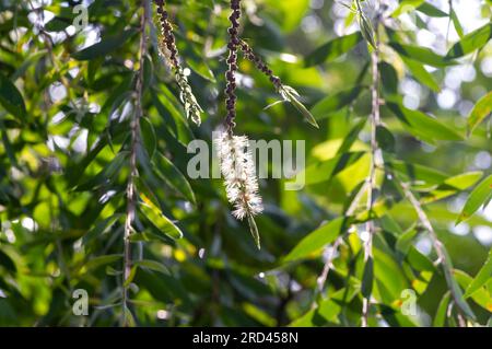 Melaleuca cajuputi Blumen, Cjuput, im flachen Fokus, mit unscharfem Hintergrund. Stockfoto