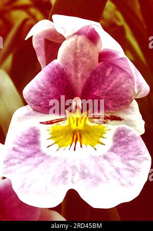 Miltoniopsis FÜNF EICHEN Blüten in einem Garten mit dem gebräuchlichen Namen Pansy Orchid Stockfoto