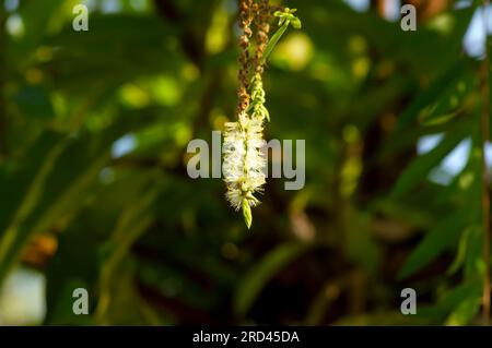 Melaleuca cajuputi Blumen, Cjuput, im flachen Fokus, mit unscharfem Hintergrund. Stockfoto