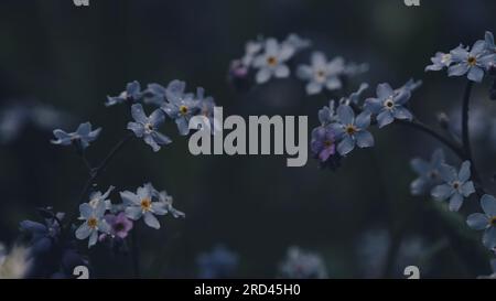 Ein stimmungsvolles Foto von blauen Vergessenheit, die auf einem Blumenfeld wachsen Stockfoto