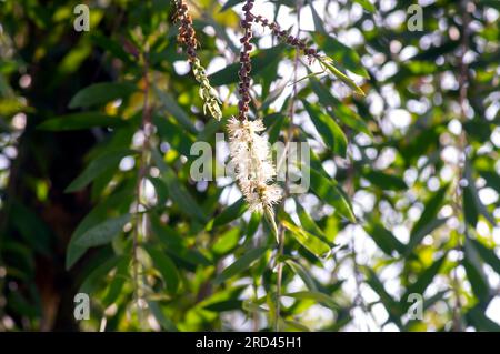 Melaleuca cajuputi Blumen, Cjuput, im flachen Fokus, mit unscharfem Hintergrund. Stockfoto