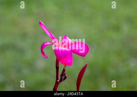 Violette Kamboja-Blume (Plumeria), eine Gattung blühender Pflanzen der Familie Apocynaceae, auch bekannt als Lei-Blüten und Frangipani. Stockfoto