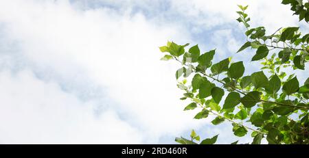 Blick von unten durch die Zweige der Bäume. Im Hintergrund ist ein heller Himmel. Stockfoto