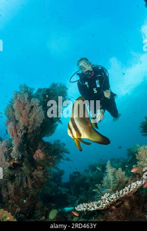 Taucher und Longfin Fledermausfische, Platax Teira, Raja Ampat, West Papua, Indonesien Stockfoto