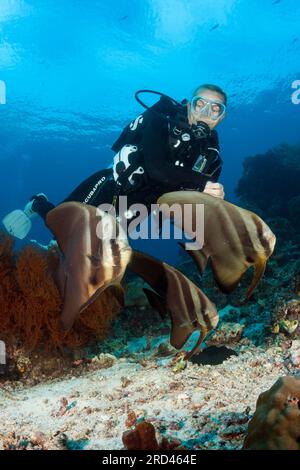 Taucher und Gruppe von Longfin Batfish, Platax teira, Raja Ampat, West Papua, Indonesien Stockfoto