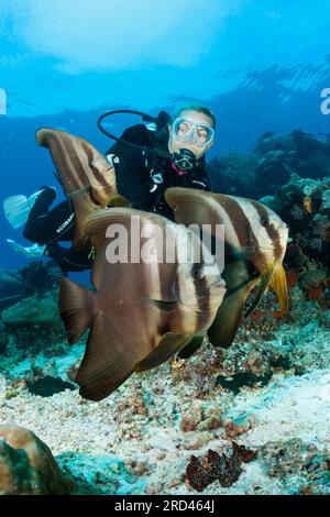 Taucher und Gruppe von Longfin Batfish, Platax teira, Raja Ampat, West Papua, Indonesien Stockfoto