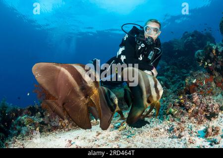 Taucher und Gruppe von Longfin Batfish, Platax teira, Raja Ampat, West Papua, Indonesien Stockfoto