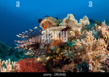 Gemeiner Löwenfisch in Coral Reef, Pterois Volitans, Raja Ampat, West Papua, Indonesien Stockfoto