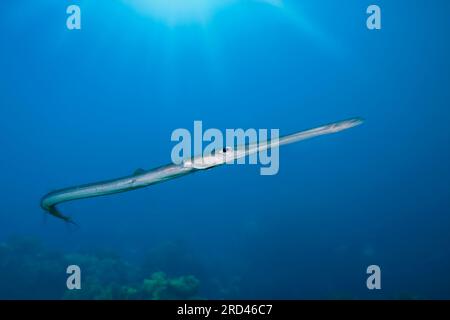 Smooth Flutemouth, Fistularia commersonii, Raja Ampat, West Papua, Indonesien Stockfoto