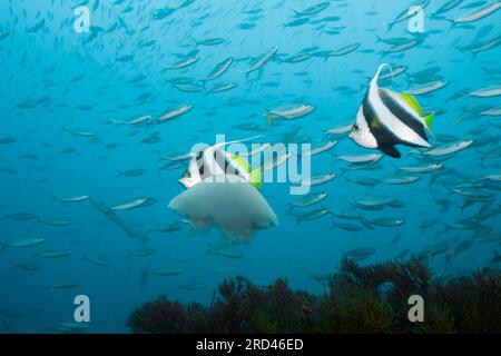 Quallen, die im Meer treiben, Raja Ampat, West Papua, Indonesien Stockfoto