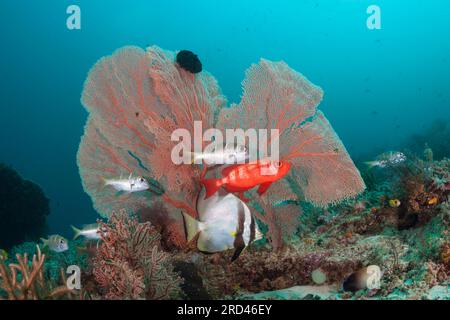 Korallenfische im Korallenriff, Raja Ampat, West Papua, Indonesien Stockfoto