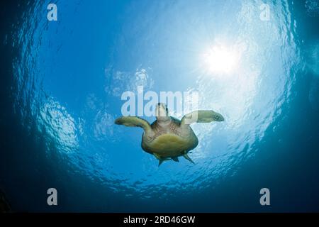 Green Sea Turtle, Chelonia Mydas, Raja Ampat, West Papua, Indonesien Stockfoto