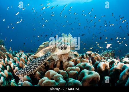 Green Sea Turtle, Chelonia Mydas, Raja Ampat, West Papua, Indonesien Stockfoto
