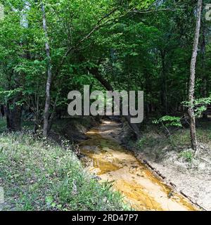 Der Fluss fließt durch die Wälder in Texas Stockfoto