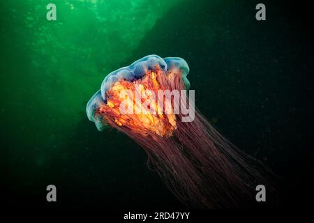 Lions Mane Quallen treiben unter Wasser im Golf von St. Lawrence Stockfoto