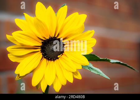 Nahaufnahme einer schönen Sonnenblume, die blüht. Stockfoto