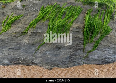 Gutweed auf Felsen am Strand Stockfoto