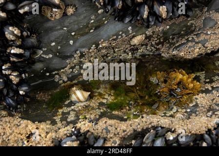 Felsenpool mit Hundewelke, Barnius, Seetang, Nasenmuscheln und Muscheln Stockfoto