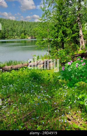 Blühende Lichtung am Ufer des Bergsees mit dichten Nadelwäldern umgeben. Herrliche, sonnige Berglandschaft im Sommer mit wildem Blau und Pink Stockfoto