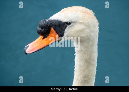Kopfprofil eines männlichen Stummen Schwans Stockfoto