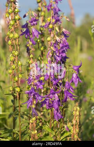 Campanula Blume im Garten. Blühende Wiese mit blauen Glocken. Stockfoto