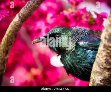Ein wunderschöner neuseeländischer Tui-Vogel auf einem Kirschblütenbaum Stockfoto