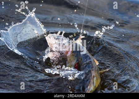 Im Juli 2023 hat ein Fischer in Westfinnland mit einem Wobbler-Köder in einem See gesprungen und gekämpft. Stockfoto