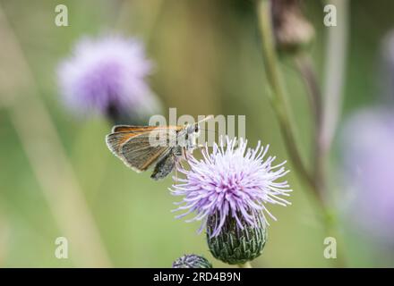 Kleine Skipper (Thymelicus flavus), die sich auf einer Distel ernähren Stockfoto