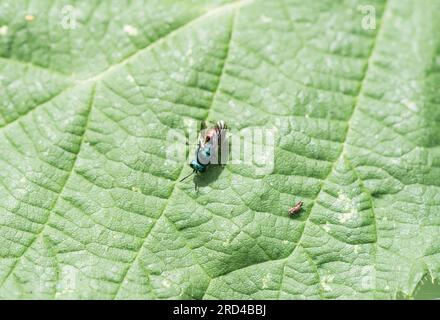 Eine Rubinschwanzwaspe (Chrysis sp.) Sie ruht sich auf einem Blatt aus Stockfoto