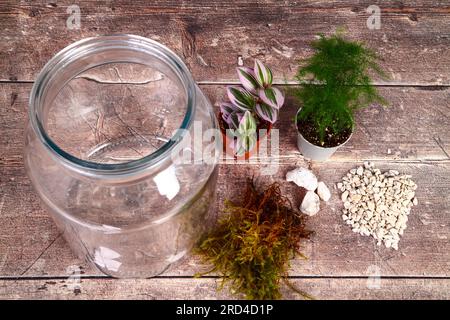 Glasgefäß und Zimmerpflanzen für einen Terrariengarten im Innenbereich Stockfoto