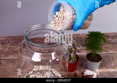 Glasgefäß und Zimmerpflanzen für einen Terrariengarten im Innenbereich Stockfoto