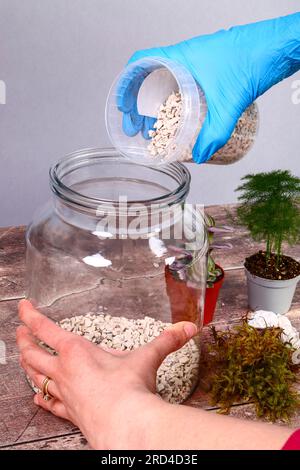 Glasgefäß und Zimmerpflanzen für einen Terrariengarten im Innenbereich Stockfoto