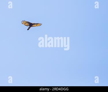 Ein Schlangenadler im Flug am blauen Himmel Stockfoto