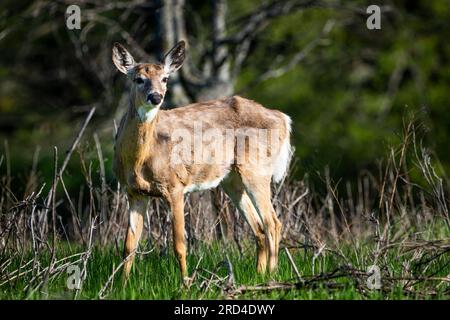 Weißwedelhirsche in einem kanadischen Nationalpark. Stockfoto