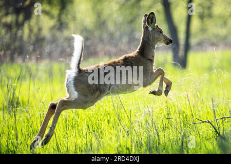 Weißwedelhirsche in einem kanadischen Nationalpark. Stockfoto