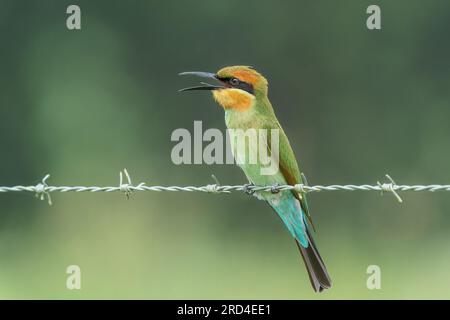 rainbow Bee Eater, Merops ornatus, einzelner Erwachsener am Stacheldrahtzaun, Cairns, Australien Stockfoto