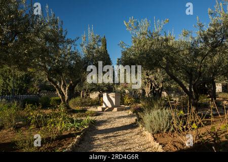 Horizontaler Blick auf einige Olivenbäume auf dem Ölberg, Jerusalem, Israel Stockfoto