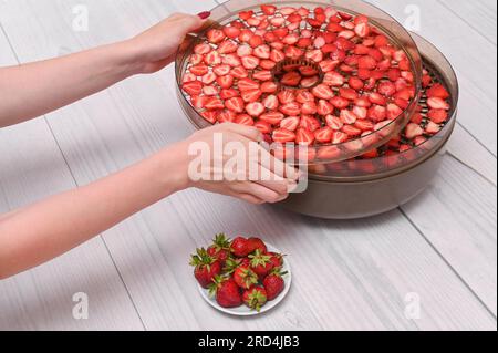 Das Konzept der Erdbeertrocknung in einer Trocknungsmaschine Stockfoto