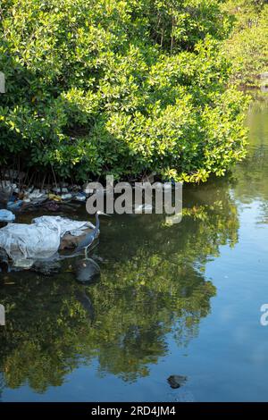 Calm River Crossing the Mangrove in Cartagena de Indias, Kolumbien Stockfoto