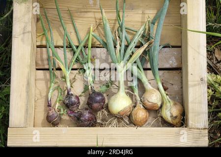 Frisch geerntete rote und braune Zwiebeln, die in einer Holzkiste in der Sonne trocknen Stockfoto