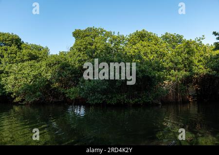 Ruhiger Fluss durch die Mangroven im Schatten in Cartagena de Indias, Kolumbien Stockfoto