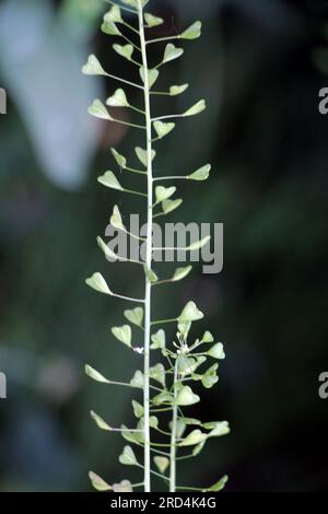 In der Natur wachsen auf dem Feld Capsella bursa-pastoris Stockfoto