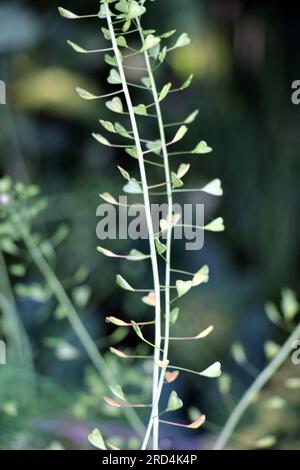 In der Natur wachsen auf dem Feld Capsella bursa-pastoris Stockfoto