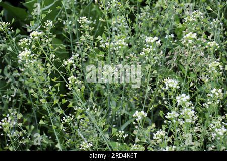 In der Natur wachsen auf dem Feld Capsella bursa-pastoris Stockfoto