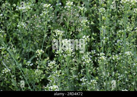 In der Natur wachsen auf dem Feld Capsella bursa-pastoris Stockfoto