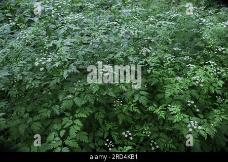 Die giftige Pflanze Chaerophyllum temulum wächst in der Wildnis Stockfoto