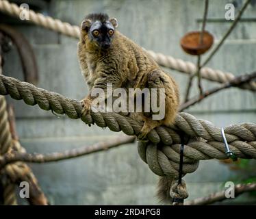 Ring Tailed Lemur Calgary Zoo Alberta Stockfoto