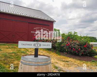 Zuckerloaf Mountain Vineyard in Frederick, Maryland, 3. Juni 2023, © Katharine Andriotis Stockfoto