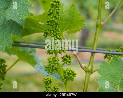 Nahaufnahme der Traubenknospen am Weingut Sugarloaf Mountain Vineyard, Frederick, Maryland, 3. Juni 2023, © Katharine Andriotis Stockfoto